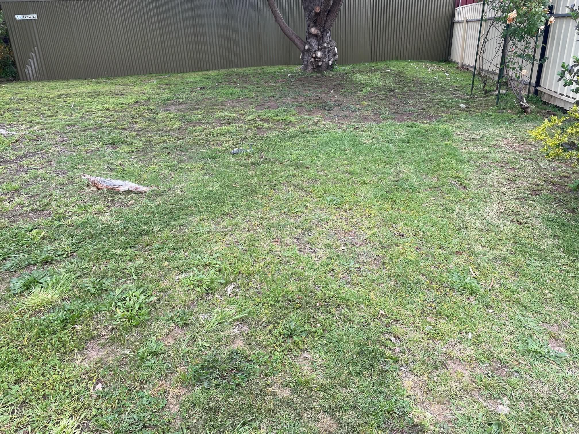 Mown lawn with neat edges along a garden fence