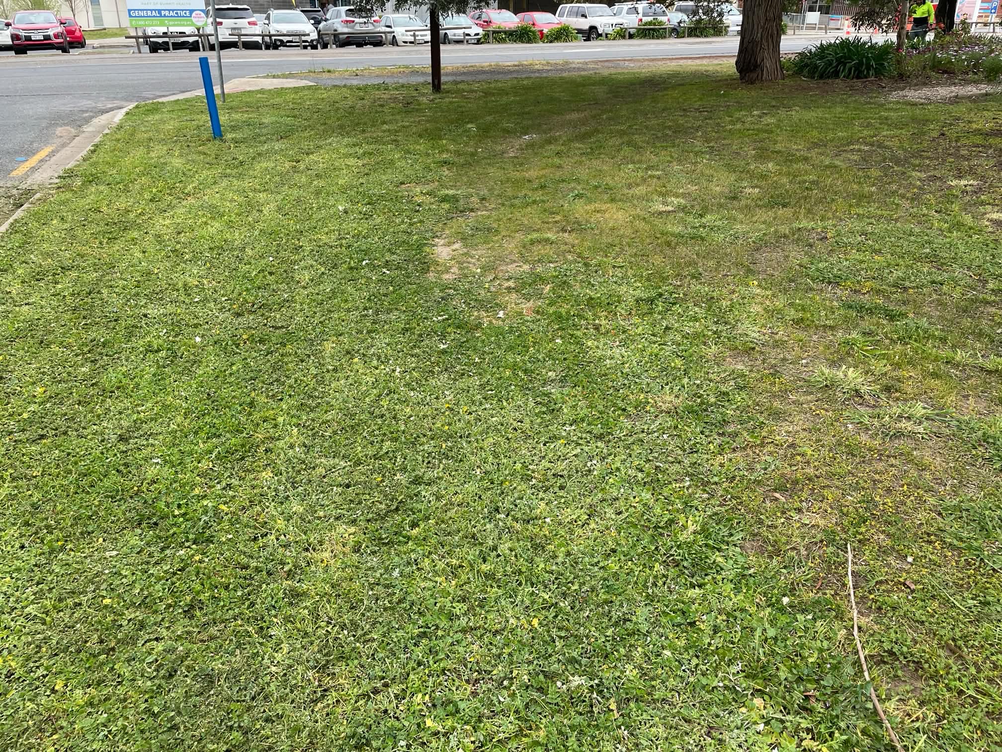 Street-front lawn after mowing