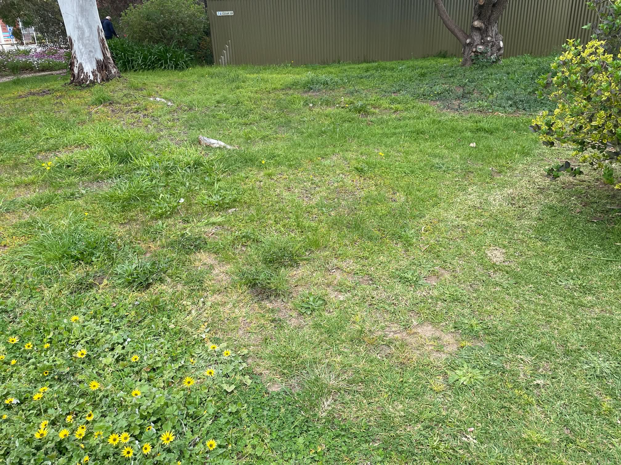 Lawn by the garden fence before mowing