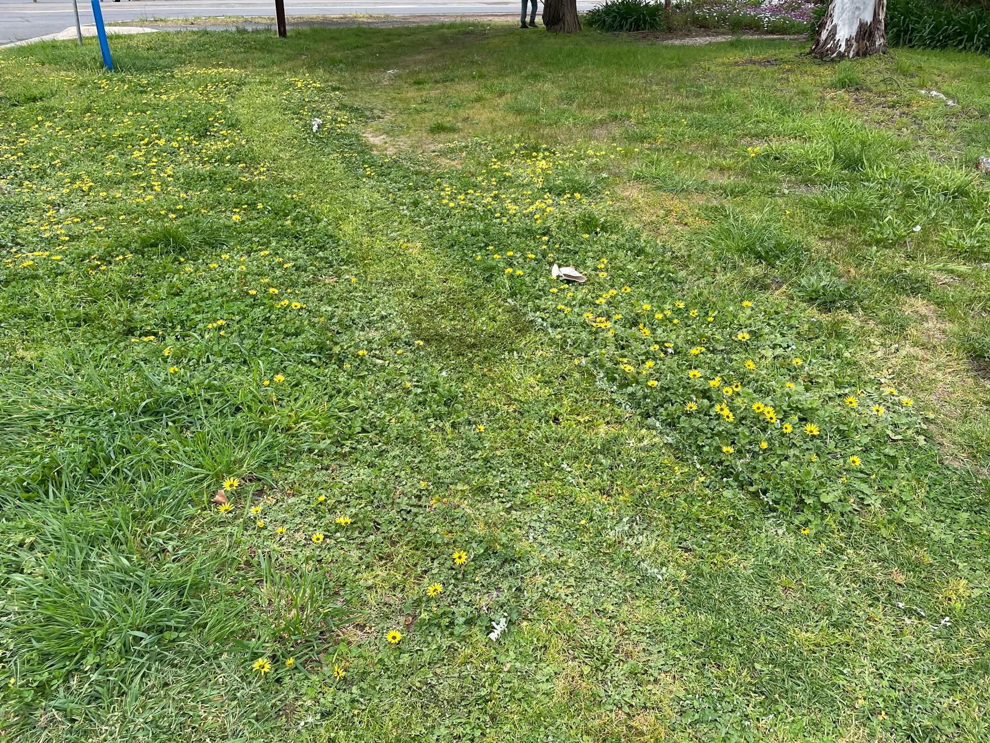 Street-front lawn before mowing