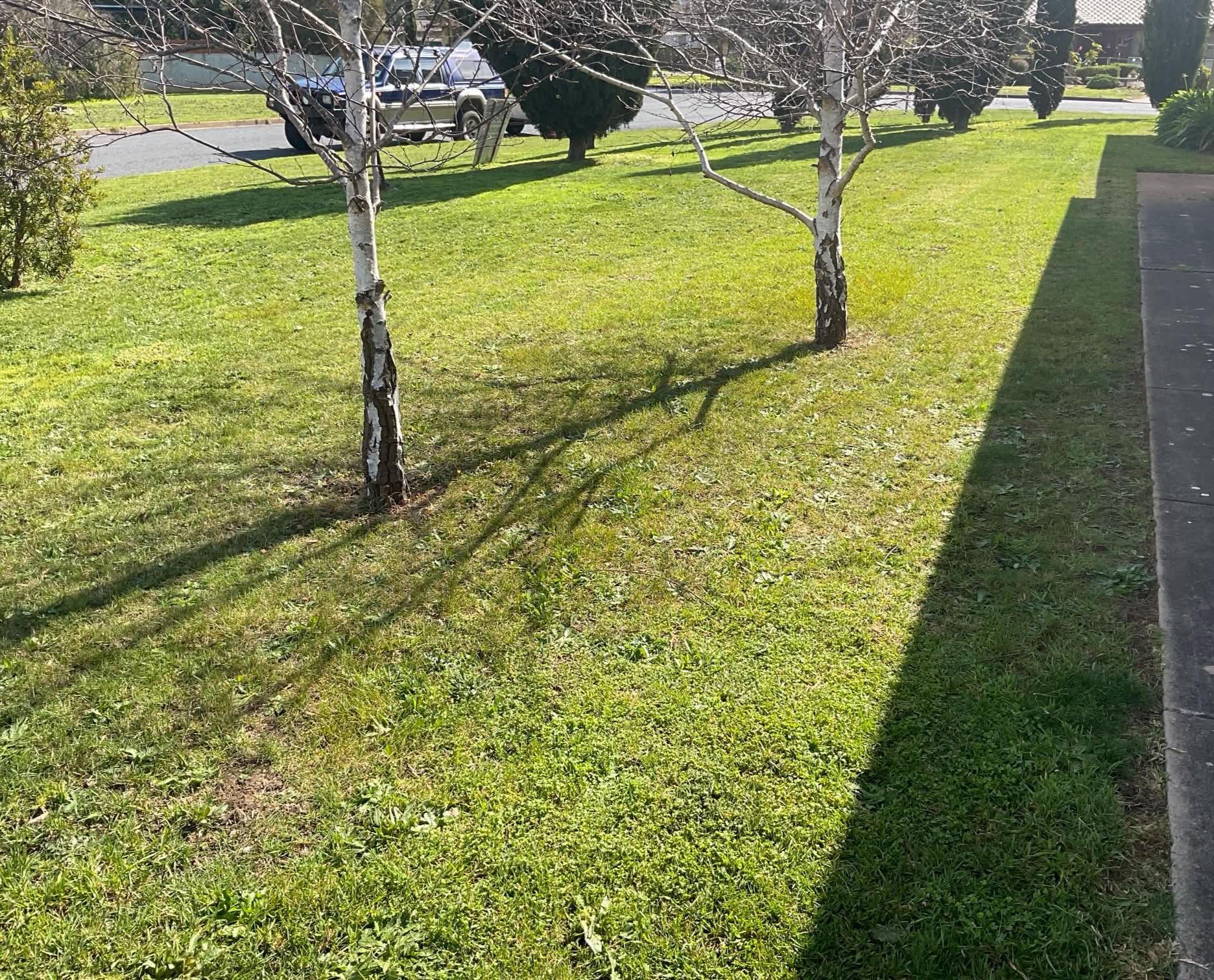 Freshly mown lawn beside a garden path and birch trees